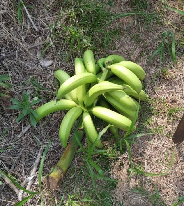 platanos_finca.jpg